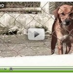 assista videos