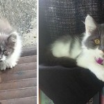 Spider foi abandonado, mas depois de sofrer bastante, foi adotado por uma família que cuida bem dele.